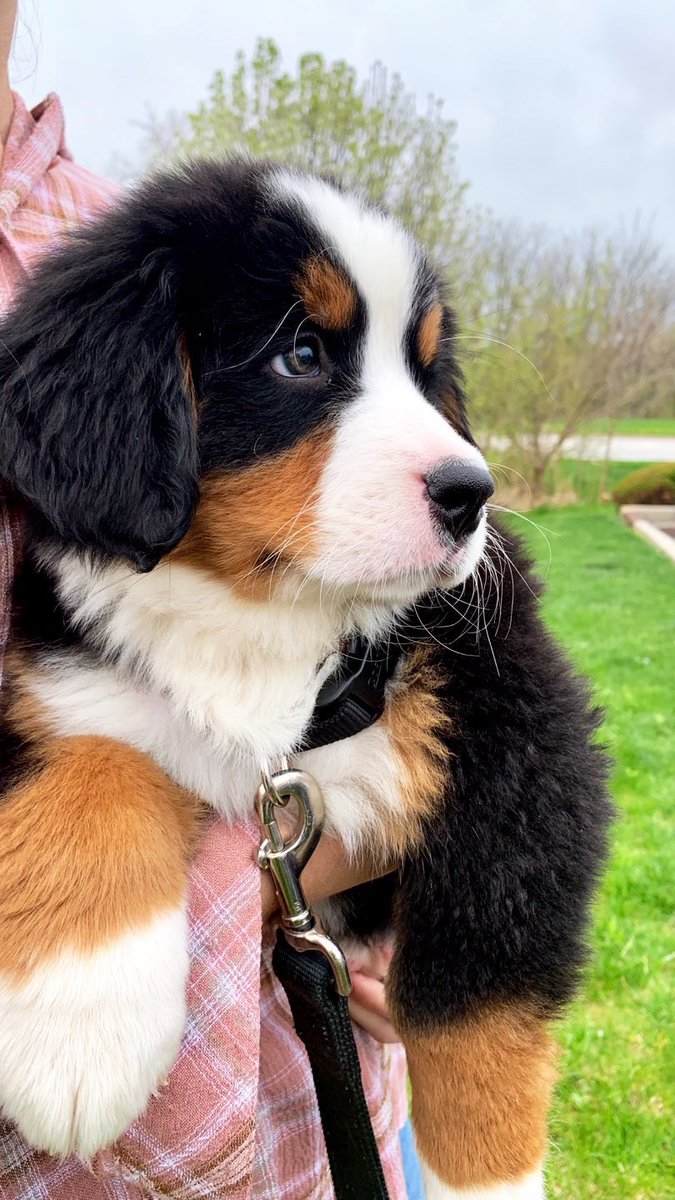 danielle_denton's tweet photo. Nothing like a little Berner throwback! #ThatMadeMyDay @CuteEmergency https://t.co/akXM2xXFyB