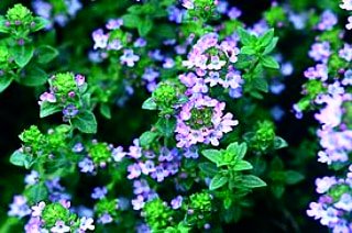 タイムの花
