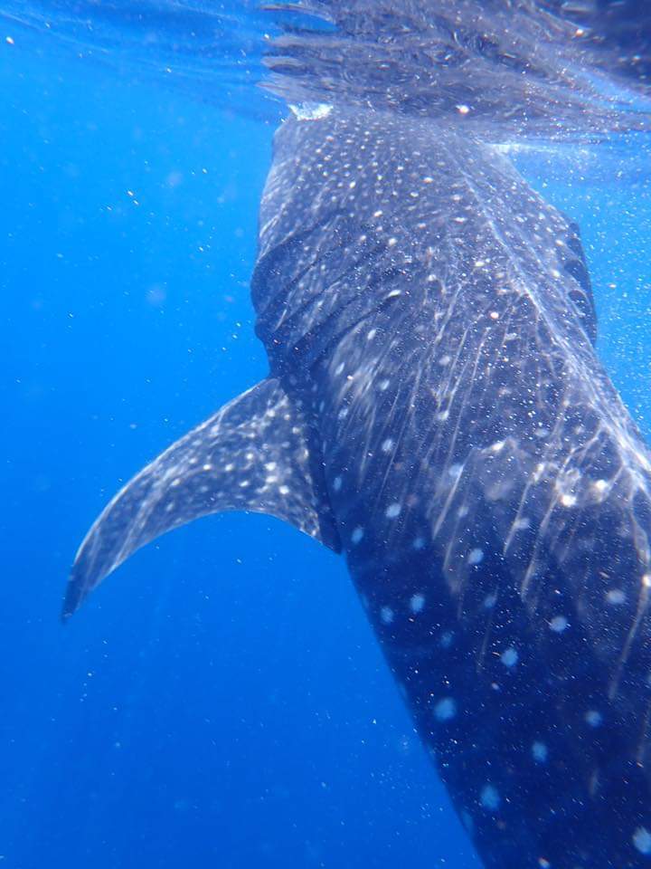 CBelfitt's tweet photo. Swam with the whale sharks yesterday. They so big!! #bucketlist #wanttogoagain #bestadventureever #cancun #Mexico https://t.co/aLxZW64Yda