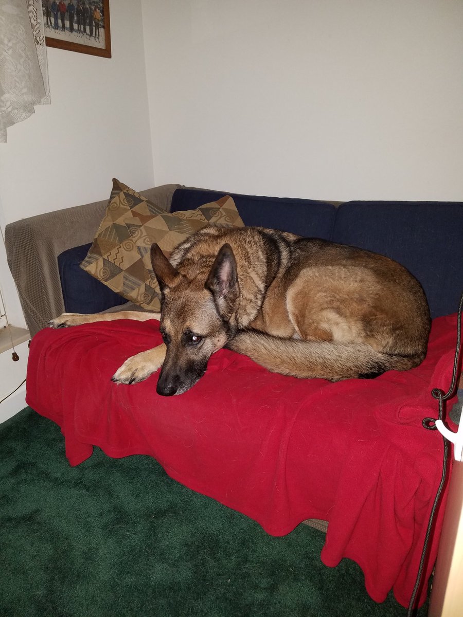 streaminghippo's tweet photo. This is my pups spot when streaming. Usually the pillows are knocked off haha. #pupper #dogstreamer #DogLife #gaming #twitchstreamer #smallstreamer #SmallStreamerCommunity #SmallStreamerConnect https://t.co/OCO0fluGDY