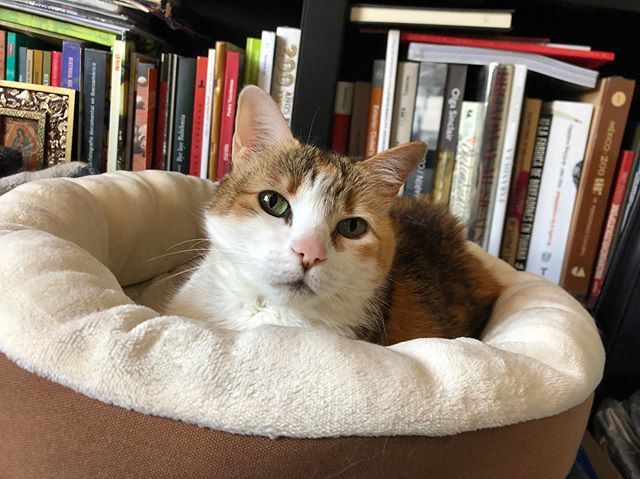 radiodreamer's tweet photo. Pasaron 8 años, 8ooooooo años para que Leloo Multipass usara su cama “nueva”, por fin la acepto y ahora no la deja. #ohmydear
#catworld #catsofinstagram #catsoftheworld #catsofinternet #catsoftheuniverse https://t.co/GJoGZoROiI https://t.co/SdFH2uckSY