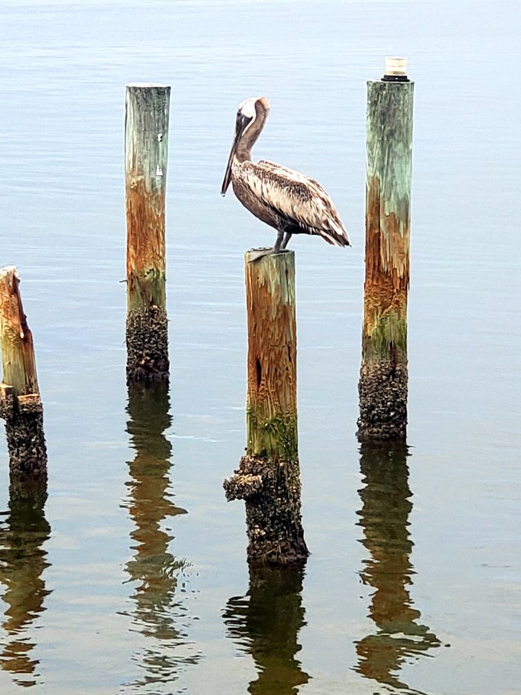 wannaBinn's tweet photo. The beauty of #nature 🏝Discover #manasotakey #florida 🧳Stay at #wannabinn 🌎Explore #englewood #portcharlotte #puntagorda #arcadia #northport #charlottecounty #sarasota #sarasotacounty #portcharlottefl #bocagrande #gasparillaisland #stumppass #stumppassbeach #veniceflorida https://t.co/L4X4Tk777l