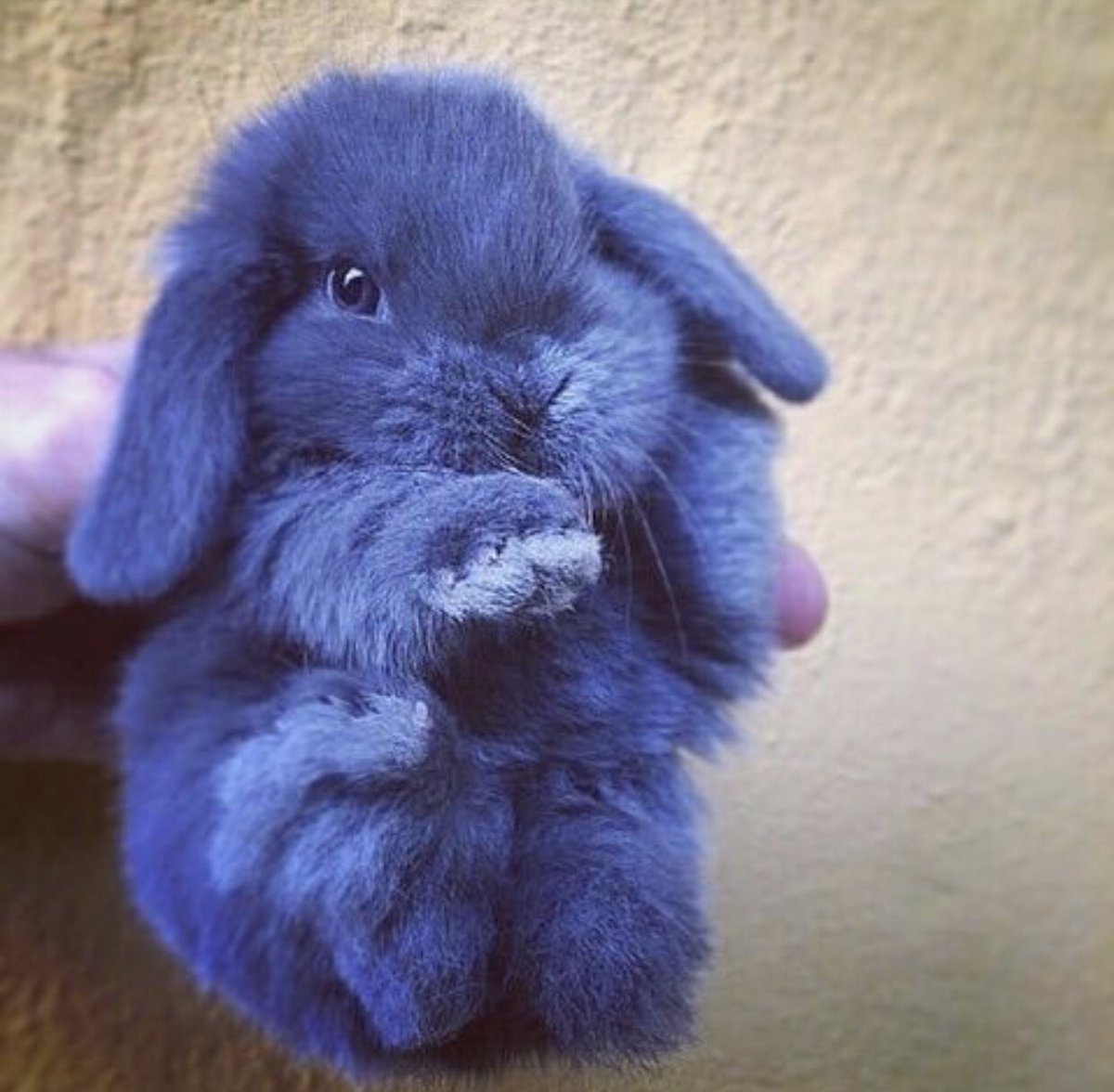 awonderland's tweet photo. me as a bunny https://t.co/f9CsKwXoyc