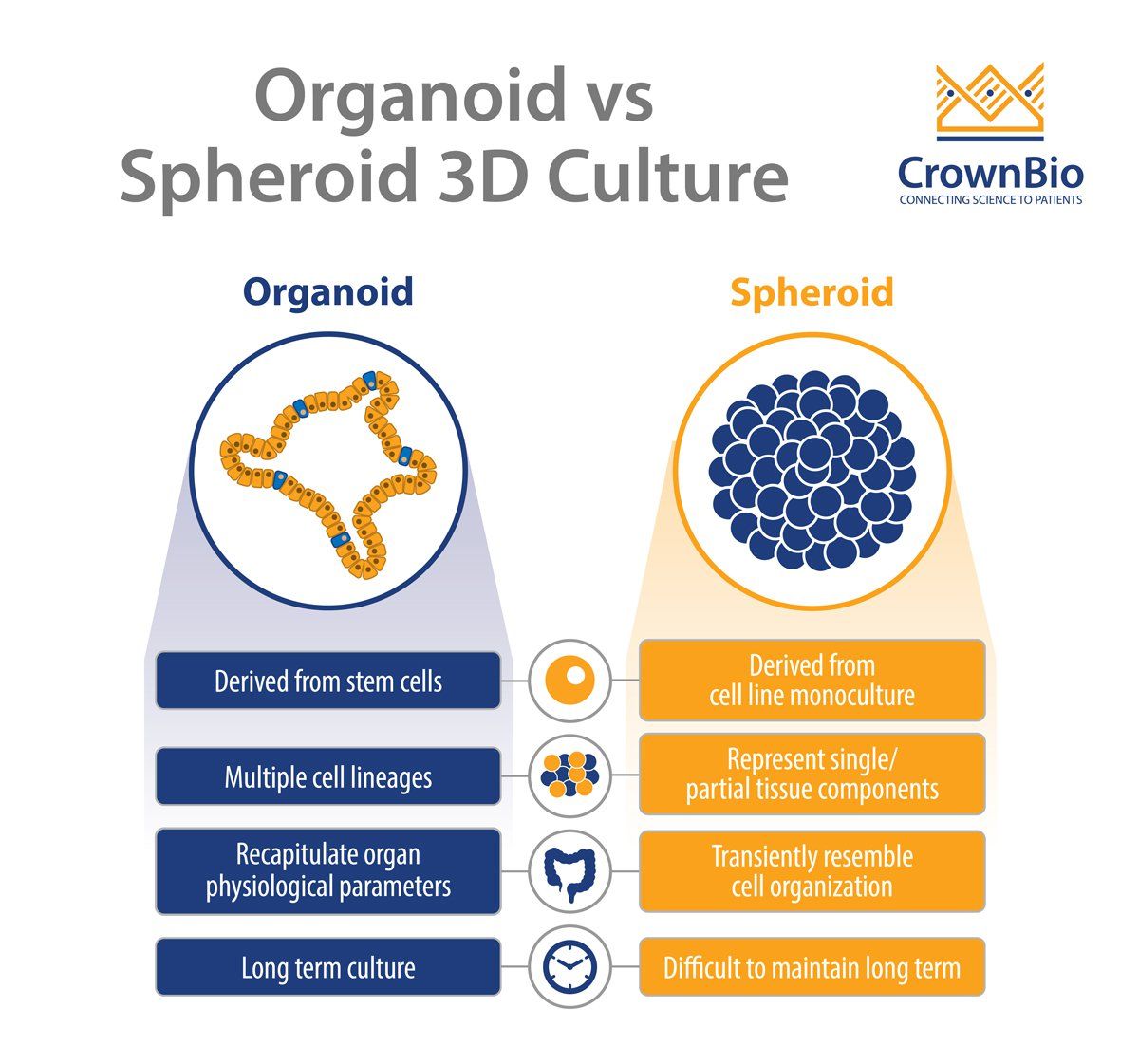 crownbioscience's tweet image. How are #organoids different from #spheroids? Find out in our #Oncologyblog post buff.ly/2TB45w2