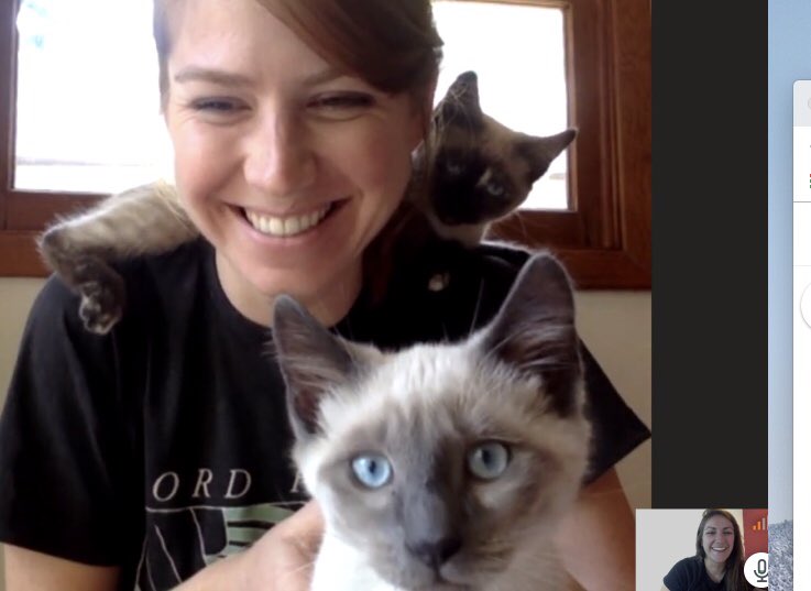 ClairePapas's tweet photo. Still trying to figure out how to manage my new (VERY helpful) furry team on conference calls π€¦ββοΈ π» #newcatmom #lifeatpuppet https://t.co/LQXXxzKkbJ