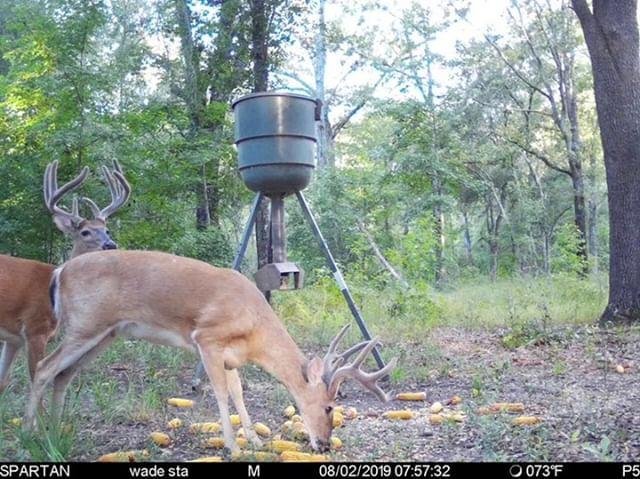 spartancamera's tweet photo. #DeerSeason is getting closer and closer... What bucks will you be chasing this year?

Image source: @Big_ole_lead [Instagram]; Southwest GA

#deer #bucks #monsterbucks #bigbucks #hunting #deerhunting #bowhunting #trailcamera #wirelesscamera #cellularcamera #georgiahunting https://t.co/n6QtQlCmI0