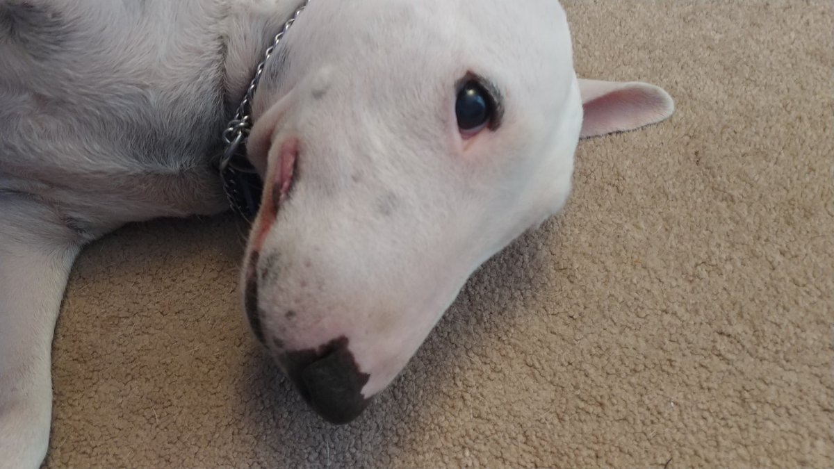 redwed6's tweet photo. Some photos of my little but old girl Sugar. She's a cutie and actually has a lot of energy still! https://t.co/hT5BV96NI9