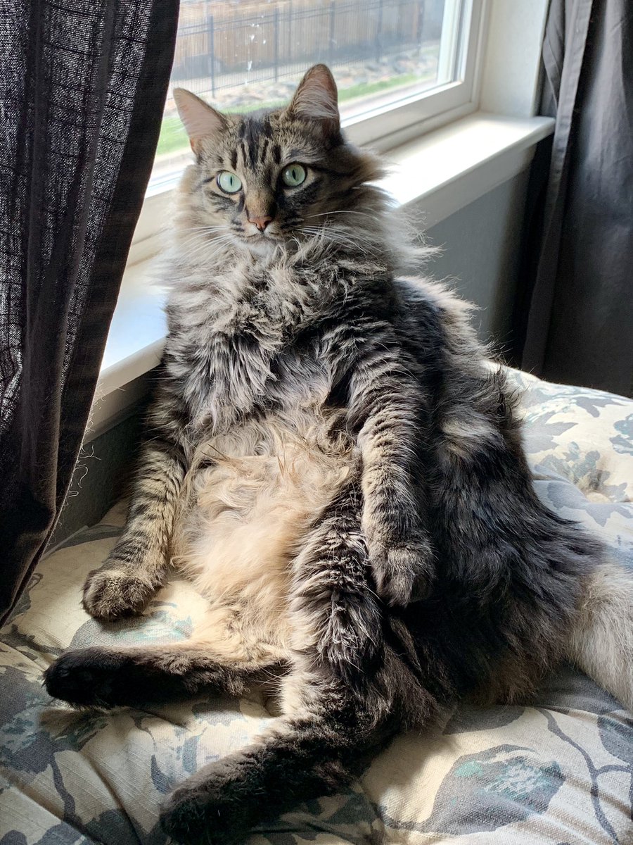 CooperSitting's tweet photo. It’s hard being so beautiful and fluffy. #CatsOfTwitter #tabbytroop #CooperSittingDown https://t.co/Vq5w8CmXJA