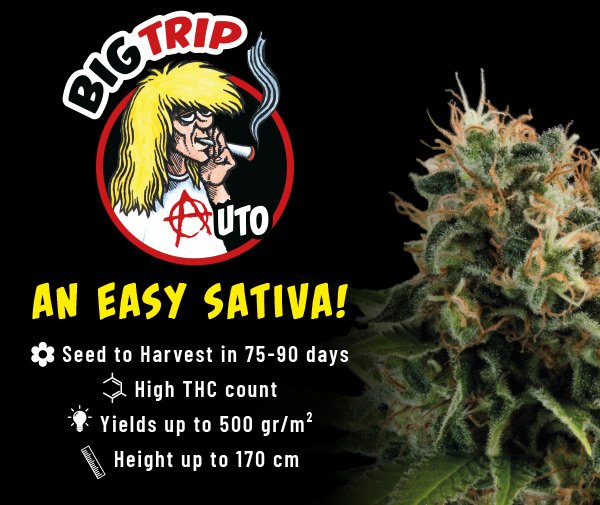 An automatic version of our first sativa dominant hybrid, Big Trip. Named Big Trip as a tribute to legendary underground comic strip artist Pete Loveday. An impressive and easy Sativa. Grab a pack of 5 premium cannabis seeds from ow.ly/E2v250vymlR and all good headshops.