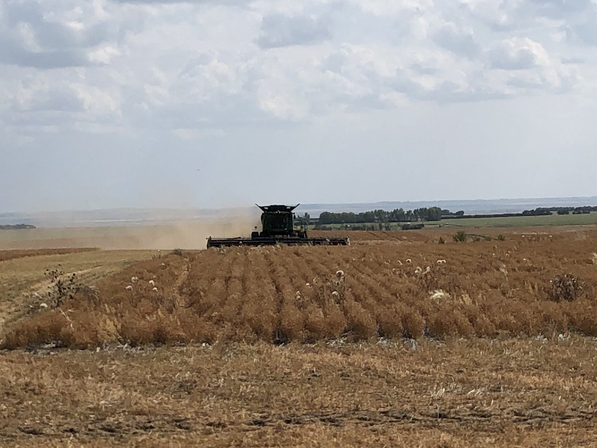 SeCanLauren's tweet photo. First #GmacsLuckyLake trial coming off near Demaine #Sask #lentils #trial19 #harvest19 https://t.co/w8LKRnGVx1