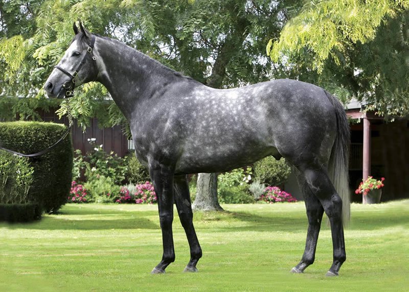 brighthillfarm's tweet photo. REMINDER that today we are hosting the launch of our NEW SIRE, #EMINENT.
What better way to end the working week than to join us this afternoon at Brighthill Farm 2PM for some light refreshments. Other stallions that will be on show are #PREFERMENT, #DALGHAR & #PERFECTLYREADY. https://t.co/jp4dFOnnWk