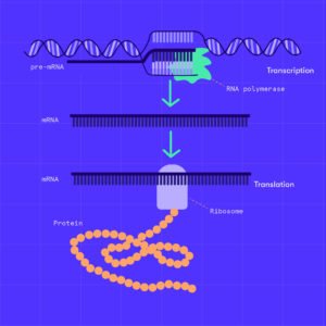 NanoVisionIO's tweet photo. In the last installment of our hypertension series, we explore the relationship b/t particulate matter and our genetics. If you’ve ever wanted to know how your environment alters your DNA, don’t miss this post! 🧬 https://t.co/sg832W61NU https://t.co/8gDhObQ6PG