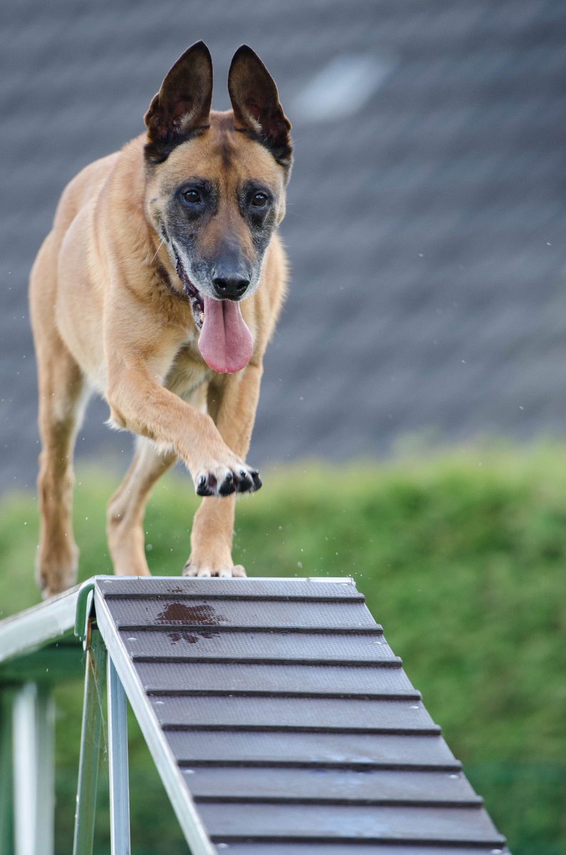 ChiensNos's tweet photo. Comme il est agile... Qu’en pensez-vous ? https://t.co/9UetTrrmpQ