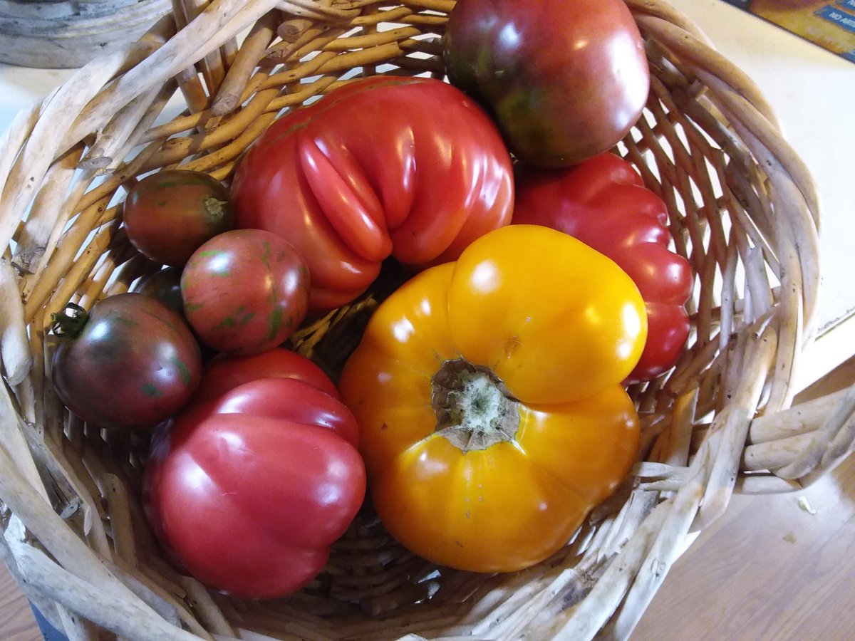 NT_Mendota's tweet photo. #harvest19 underway with 4 varieties of heirloom tomatoes ready. https://t.co/TSy3qCqn0q
