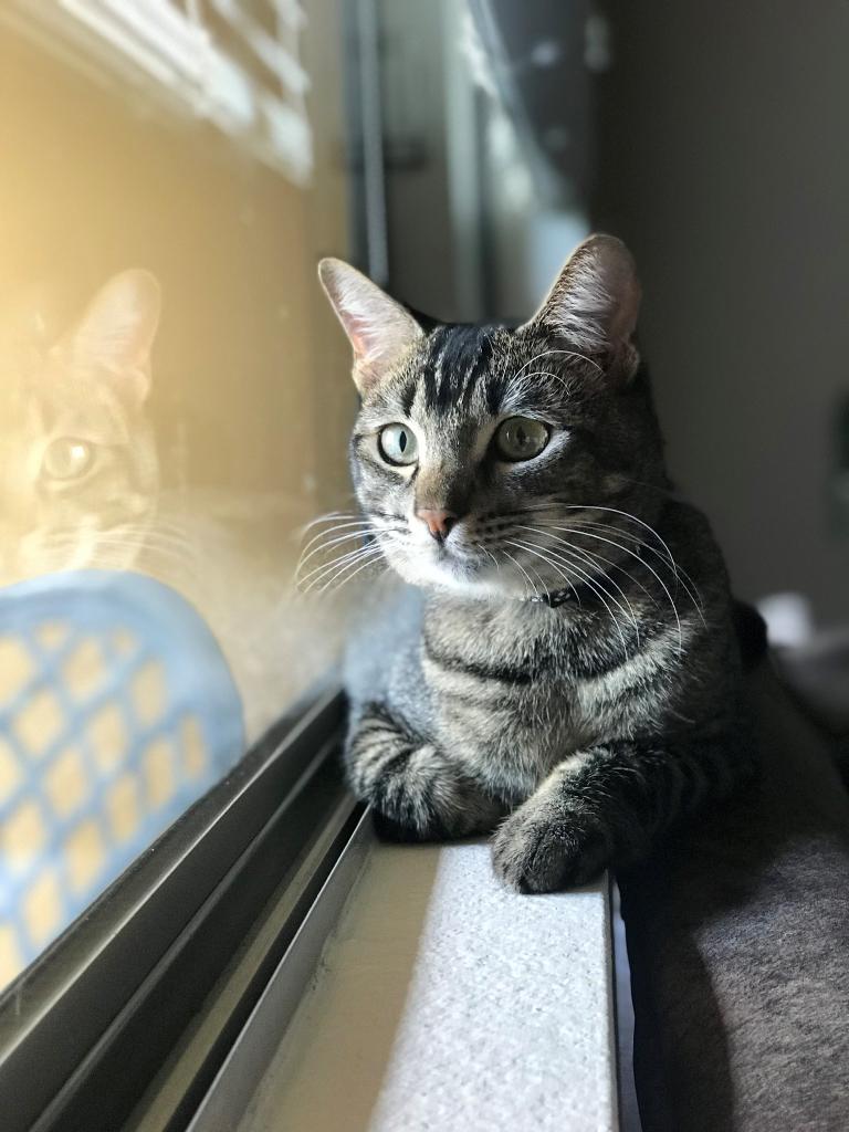 petsmart cat sitting