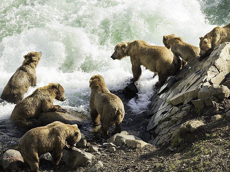 USFWSRefuges's tweet photo. "I’d hoped to see this scene in person for a long time, and I got lucky last summer while accompanying our bear biologist" at Kodiak National Wildlife Refuge in Alaska, says @USFWS outreach specialist Lisa Hupp. See more of her photos: https://t.co/ds4yhSnJXv
#WildlifePhotography https://t.co/HIDlh3oCJX