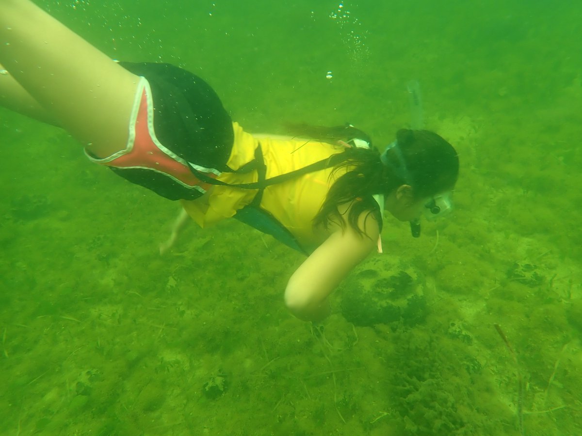 MSSCaptOlsen's tweet photo. Today's MSS Field Experience: AES students searching for bay scallops in the sponge beds of Citrus County! Students dove into the ecological &amp; economic importance of scallops to coastal communities. @CitrusSchools @ScienceCitrus @MrLeonard8 https://t.co/suiUIh8dpB