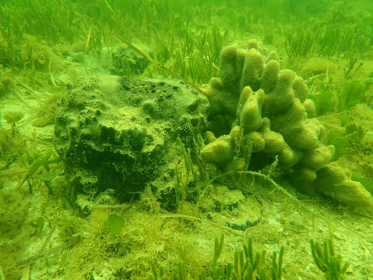 MSSCaptOlsen's tweet photo. Today's MSS Field Experience: AES students searching for bay scallops in the sponge beds of Citrus County! Students dove into the ecological &amp; economic importance of scallops to coastal communities. @CitrusSchools @ScienceCitrus @MrLeonard8 https://t.co/suiUIh8dpB