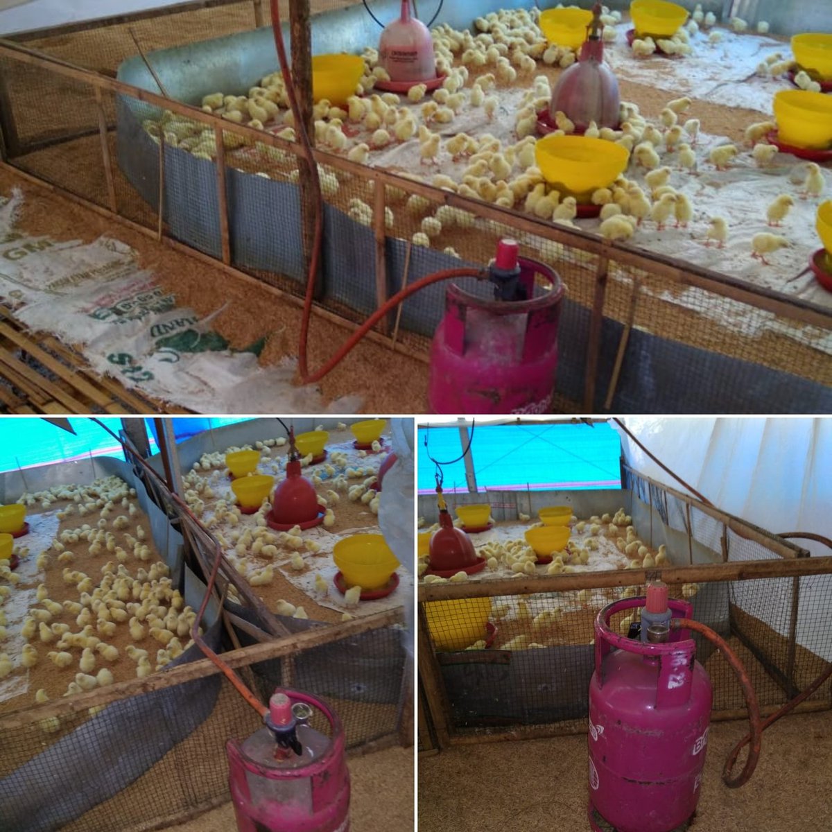 ariaadt's tweet photo. Peternakan Ayam PT. Nusantara Jaya
di Lombok Timur sudah #sadarsubsidi dengan men trade in kan 20 tbg LPG 3 Kg ke 10 tbg #BrightGas 5.5 Kg. Semoga usahanya makin sukses &amp; peternakan ayam lainnya mengikuti jejak Bpk Lalu Wadira 🙏

#2019gantiBrightGas

https://t.co/NCKcDQvjtu https://t.co/HsOMbXnW2Q
