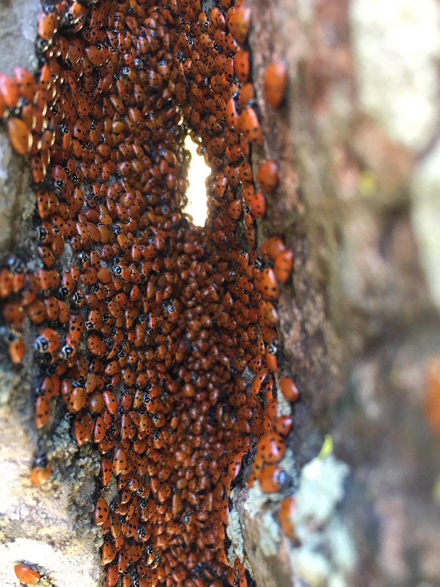 ThaNamesBrookee's tweet photo. Found these ladies this morning❤️🐞 https://t.co/ZfJLbOt50a
