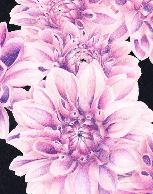 色鉛筆でダリアを描きました もっと花びらが薄い感じにかけたらいいなぁ 色鉛筆 石川 色鉛筆のイラスト