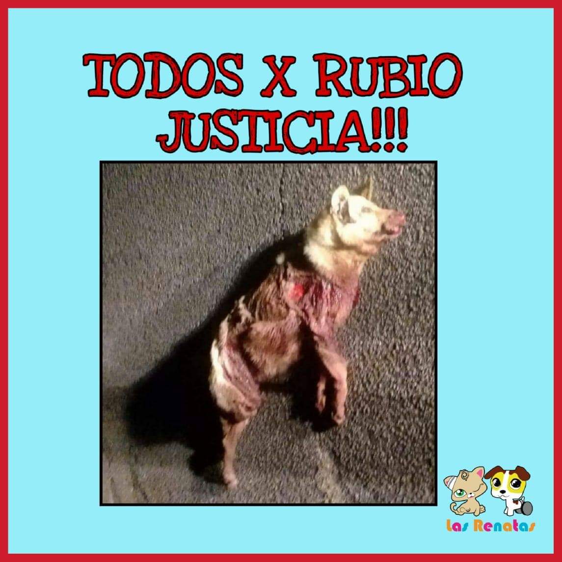 lasrenatasok's tweet photo. MALTRATO Y MUERTE
Lo agarró de la estación de servicio, lo ató a su camioneta y lo arrastró en la ruta hasta matarlo.
Ésto sucedió en Mar del Tuyú.
Pedimos #JusticiaPorRubio !!!! https://t.co/fYcXJXZ9Eo