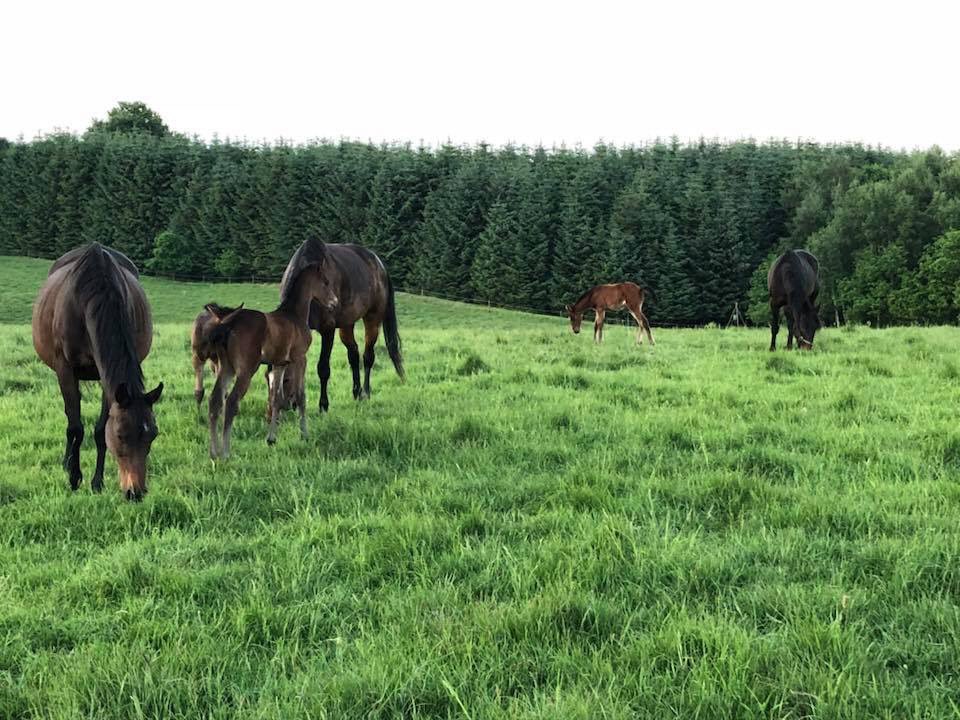SRacehorses's tweet photo. Scandinavian breeding of racehorses https://t.co/fDYhYJvaqz
