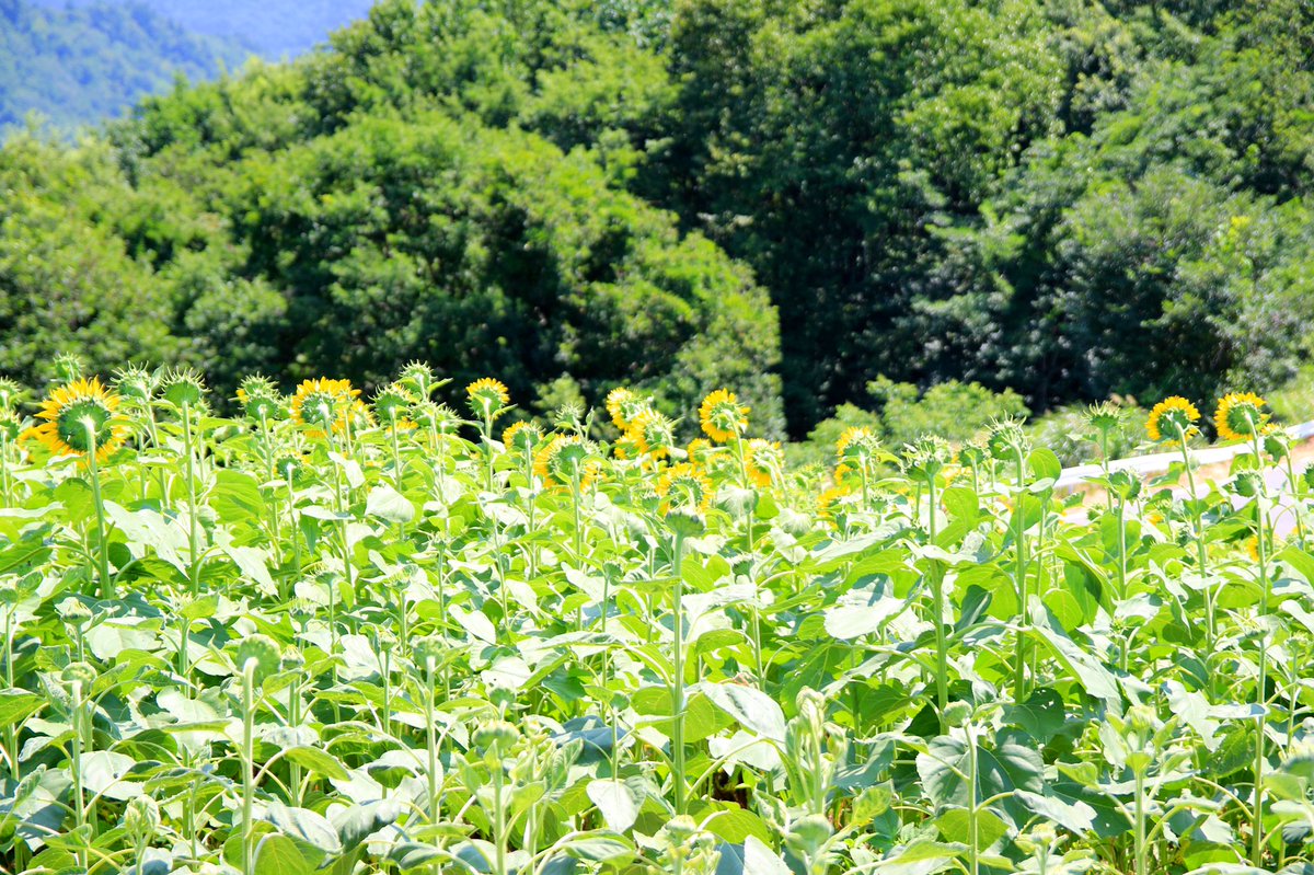 三ノ倉 高原 ひまわり 畑 2019