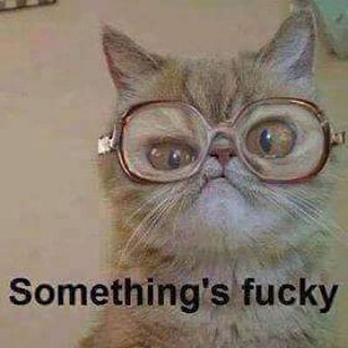 Eternal_Rage56's tweet photo. Pretty much today 🤷‍♀️ #thursdays #cats #funny https://t.co/rLvKzLxdqa