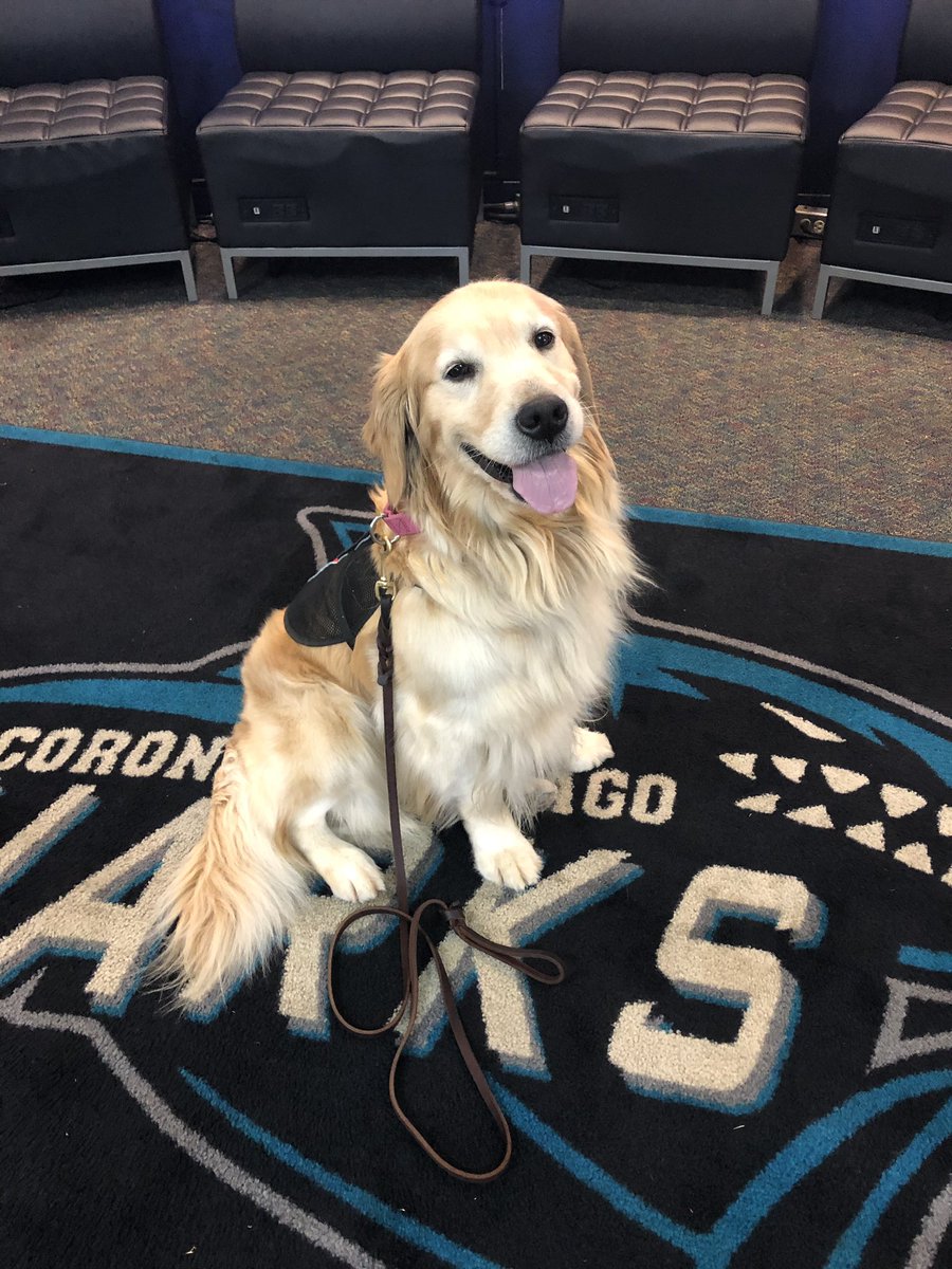 SharkDaisy1's tweet photo. Super excited to be at Santiago tomorrow to give love and support to all my Sharks! #TodayatSHS #shsallin  #BeAShark https://t.co/3OgqO2Polh