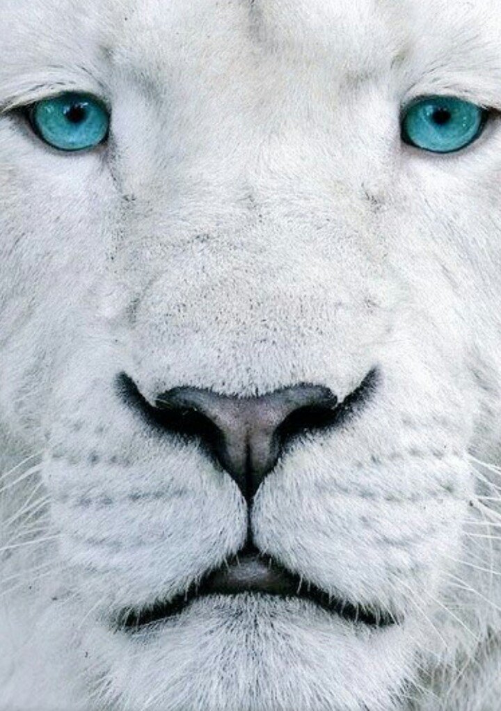 nebeni17's tweet photo. #LlenosDeTiLeones 🦁🦁🦁 Saludos !!!  Desde Cúcuta,  divirtiéndome un ratito, con ustedes Guerreros.  📺💜🤗💪 @Canal1Colombia https://t.co/q7LwAYlmdo