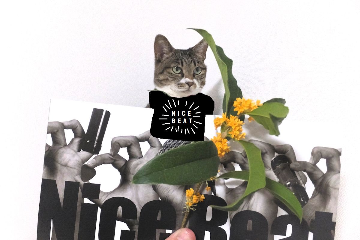 sijiminyanko's tweet photo. 新しいTシャツ似合っているかにゃ~?🐱👕
#キンモク #NICEBEAT https://t.co/MWmXlCFlLk