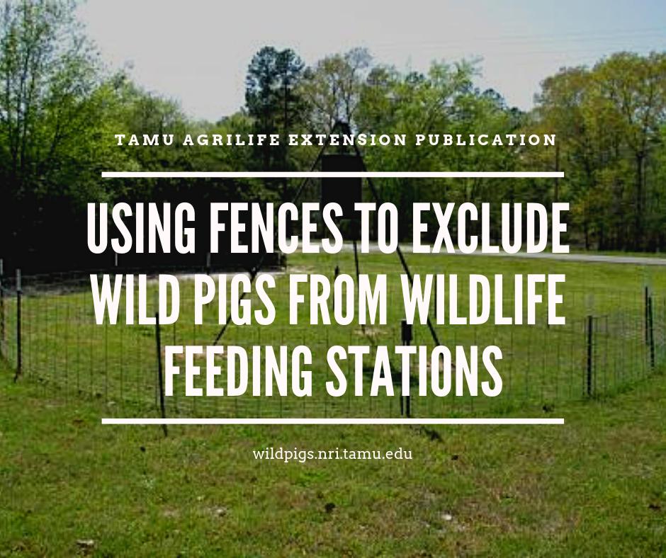 FeralHogsCoP's tweet photo. Thousands of tons of corn+supplemental feed are put out each yr. Most is intended for #deer, but #wildpigs can consume a substantial portion of it. Exclosure fences are an effective way to keep them out: https://t.co/uxrEbGFL0d. #extension #wildlifemanagement #exclosure https://t.co/B6zpWtNdHO