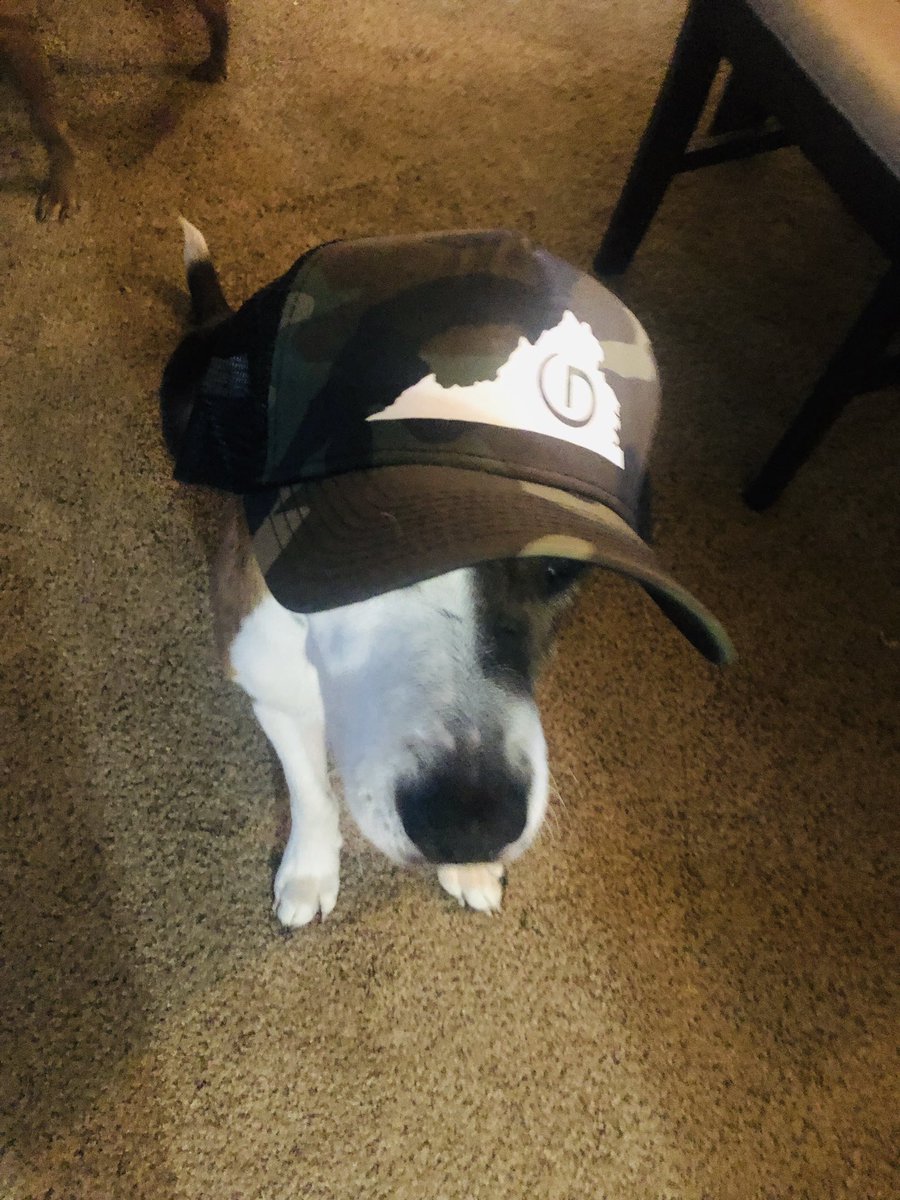 holly_vbtrainer's tweet photo. My Cash Boy is swagged out in my new gear thank you @vb_mandy 🐶 it’s a #DiamondLifeForMe and my family and my fur babes❤️ https://t.co/ythqhIjftq