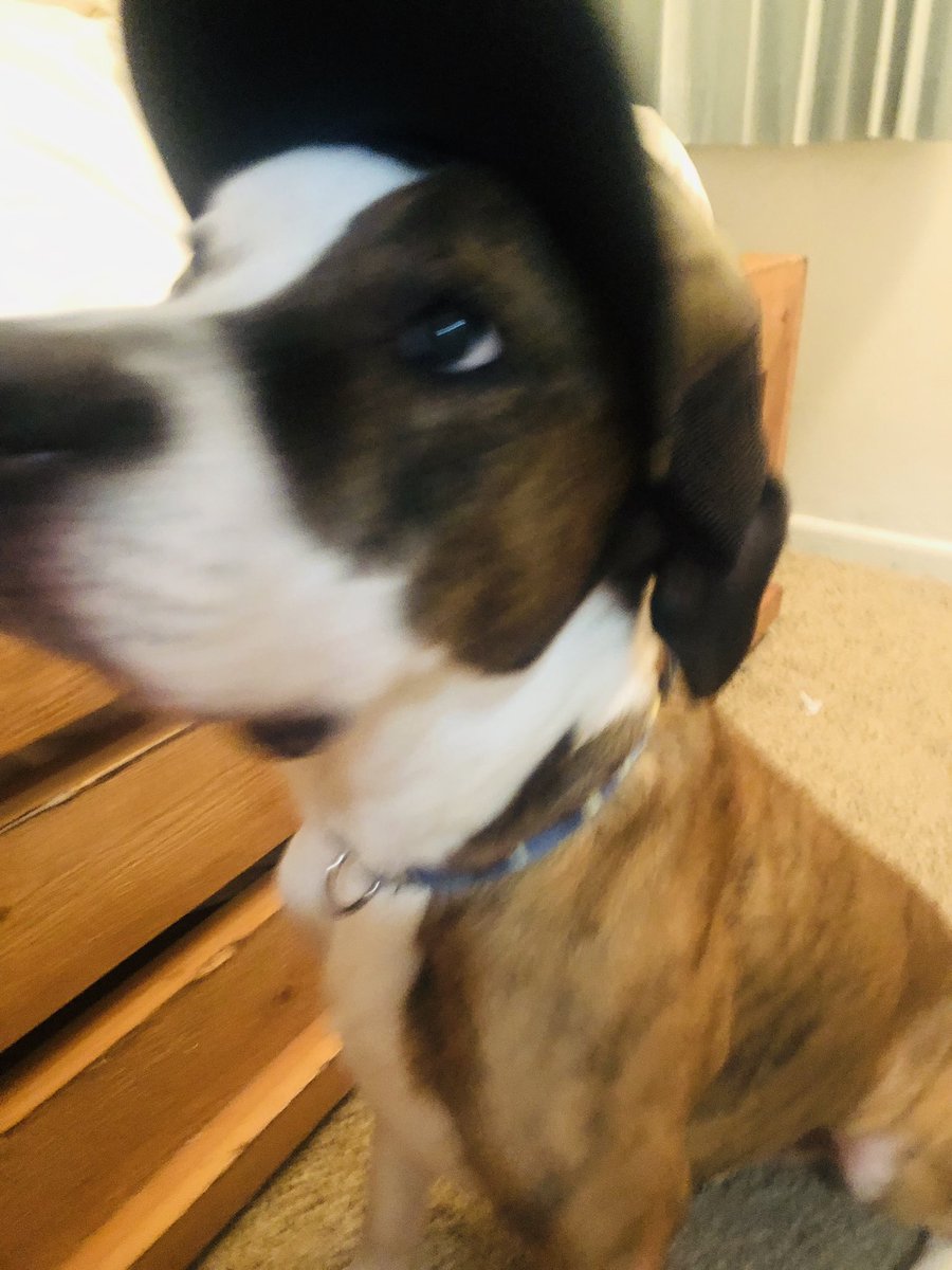 holly_vbtrainer's tweet photo. My Cash Boy is swagged out in my new gear thank you @vb_mandy 🐶 it’s a #DiamondLifeForMe and my family and my fur babes❤️ https://t.co/ythqhIjftq