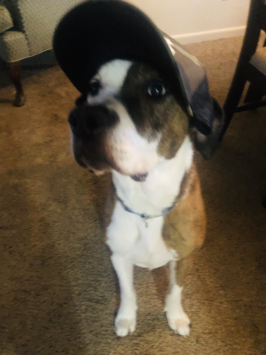 holly_vbtrainer's tweet photo. My Cash Boy is swagged out in my new gear thank you @vb_mandy 🐶 it’s a #DiamondLifeForMe and my family and my fur babes❤️ https://t.co/ythqhIjftq
