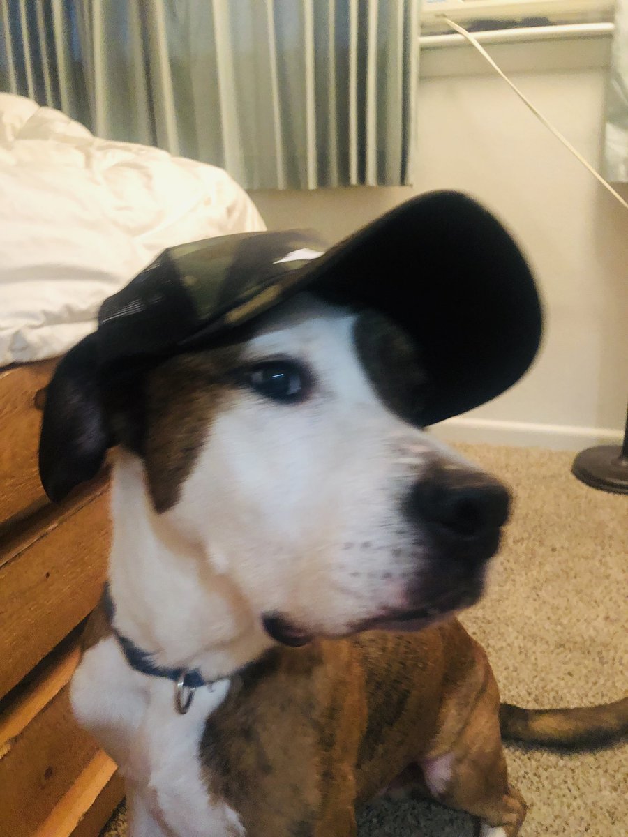 holly_vbtrainer's tweet photo. My Cash Boy is swagged out in my new gear thank you @vb_mandy 🐶 it’s a #DiamondLifeForMe and my family and my fur babes❤️ https://t.co/ythqhIjftq