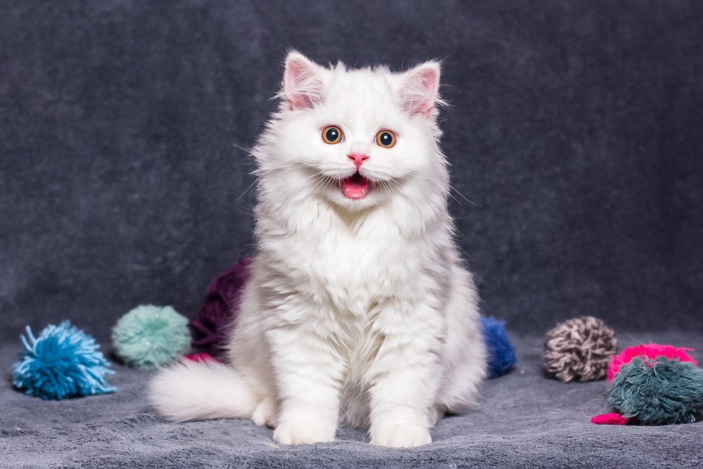 zenpresets's tweet photo. Edited with our CATS&amp;KITTENS Mobile Presets for the Lightroom CC App. https://t.co/ZHMqkUzqyL
.⁠
.⁠
.⁠
.⁠
.⁠
#presets #cats #pets #catsblogger #catsphotography #catsphoto #blogger  #photoedit #photography #instapresets #instapresets #catpresets #instacats #instakittens https://t.co/SHXcAiMgmW