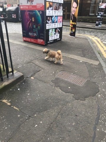 DoyleELF's tweet photo. Where's your person, little guy?

#DogsOfFringe #MakeYourFringe https://t.co/pdR61AGN81