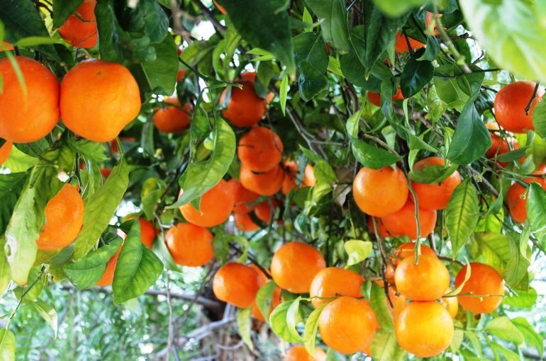 keith_keithlee's tweet photo. Orange Trees https://t.co/TR4tGk18NN https://t.co/Kdfp8zts2G
