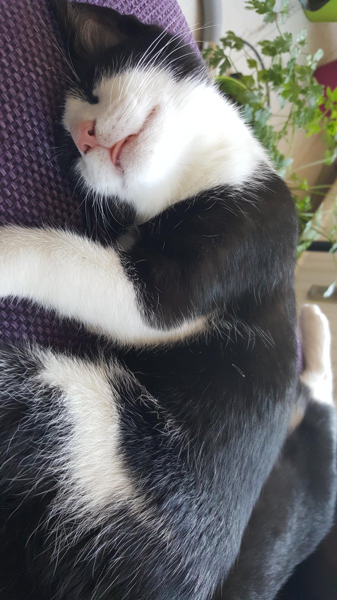 The tiniest dreaming blep
 
#Cats #Cat #Kittens #Kitten #Kitty #Pets #Pet #Meow #Moe #CuteCats #CuteCat #CuteKittens #CuteKitten #MeowMoe 

meowmoe.com/436205/the-tin…
 
.