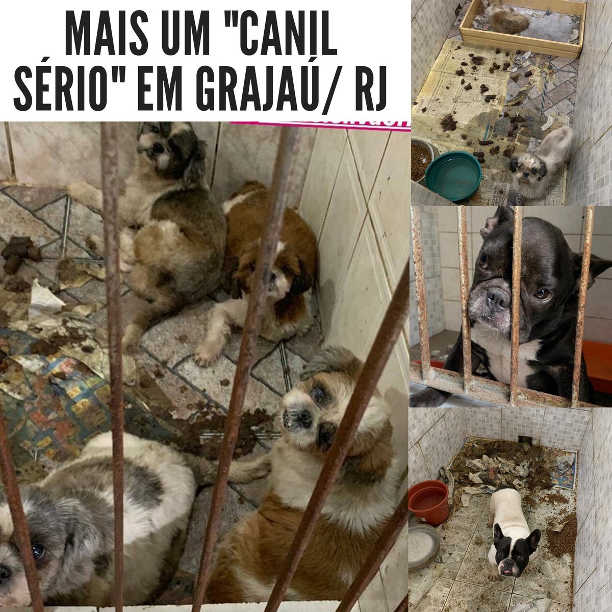 PetShopLegal's tweet photo. Mais super canil "sério".Repetimos: nada nem lugar algum é sério quando se trata de explorar e vender vidas! Saiba+:https://t.co/VvPAIQ0Hqr

🆘 #AnimalNÃOÉcoisa #NENHUManimalécoisa #nãocompreADOTE #BastaDeCanil #FimDaExploração #PetShopLegalNãoVendeAnimal https://t.co/v0ZWidtO46