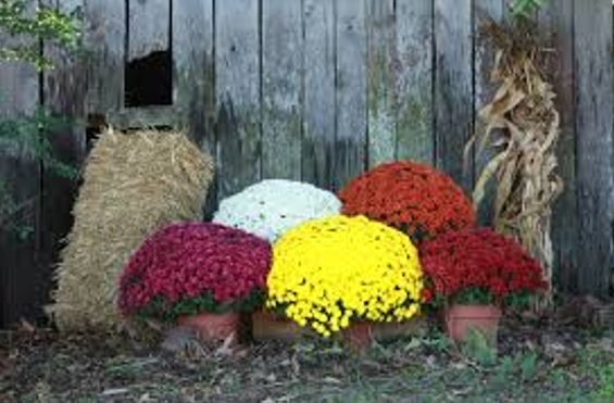 questforquebec's tweet photo. Fall Mums Sale to Benefit Pens Elite 2007 Quebec Trip.  12" and 10" potted mums at https://t.co/EzxZOGeLJ5 @PghPensElite https://t.co/p4IiB145U4