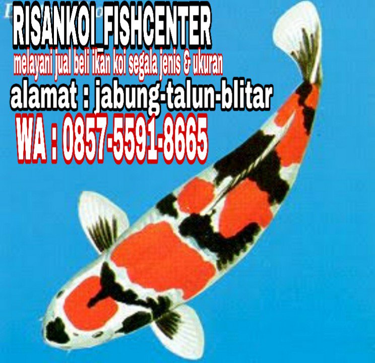 risankoi's tweet photo. @SubhanHedir @jokowi Info ikan bos https://t.co/8uCTRvENNw