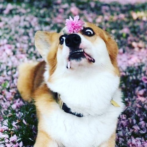 The only thing I can think of when looking at this picture is... 
'ERMERGERHD FLEUR' 
#corgi #corgisoftwitter  #corgibums #dog #doglover #crazyeyes #flowers  #ermergherd
