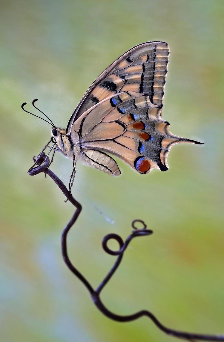 니 탓이야 라는
피해의식을 버려라

삶에 대한
불평하는 습관을 버려라

자신을 괴롭히는
모든 생각들을 버려라

상처난 마음도
쌓아둔 나쁜 감정들도 모두 버려라

그리고 나비로 다시 태어나라