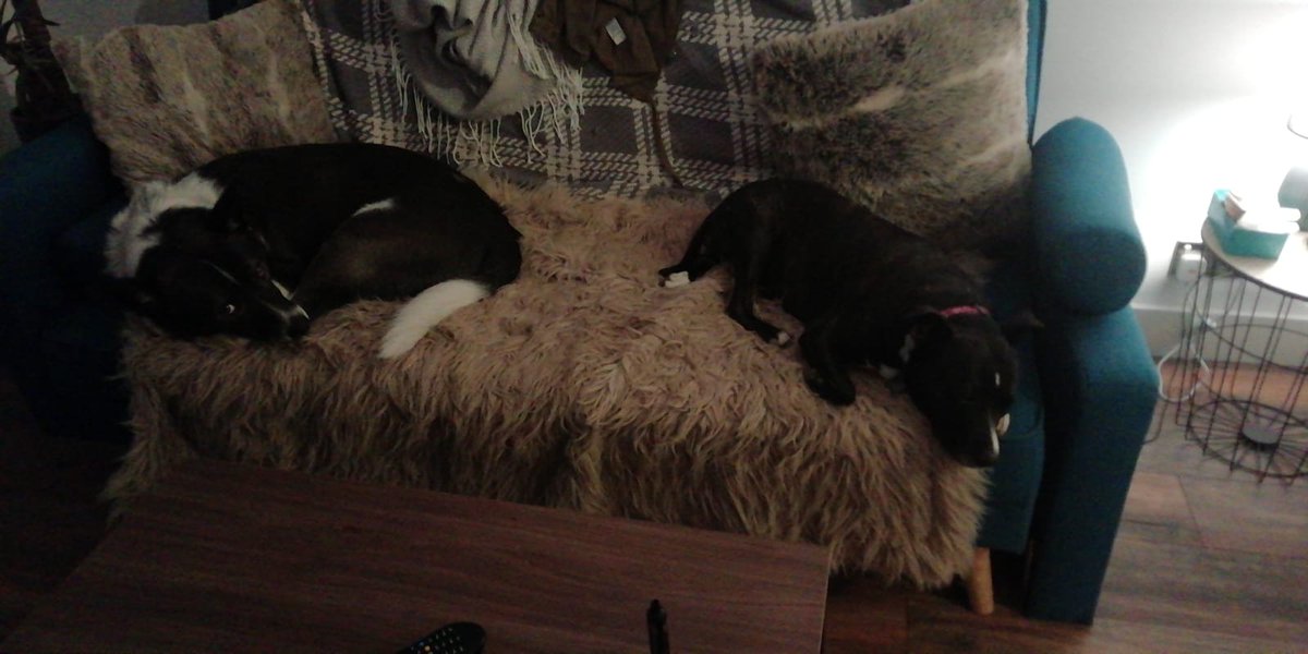 thestinkystaffy's tweet photo. Help frens...me and my bruva Mr Raz quietly minding our own business while mommy at work and poof! the plant did fireworks....all by itself, we need new secuwity me finks #staffylove #adoptdontshop #naughtyplant #guiltyfaces #dogsintrouble https://t.co/JpuWYAtdpl