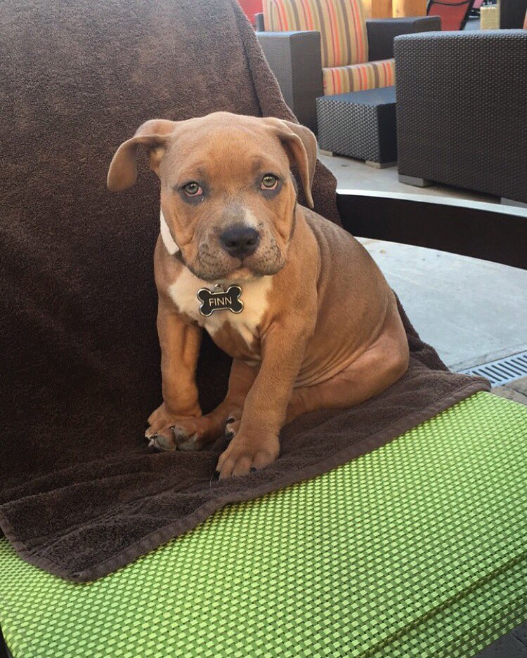 JessicaLH_'s tweet photo. @CuteEmergency I’ll never get over this cutie. #ThatMadeMyDay https://t.co/NjhPompRUI