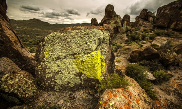 CSIRO's tweet photo. New Zealand scientists are warning the public not to consume lichen growing on footpaths and rocks throughout the country, after misleading stories about its 'stimulatory' properties spread online. ^GK

https://t.co/Ebhrx4v5Pq https://t.co/qFmkFeh5bO