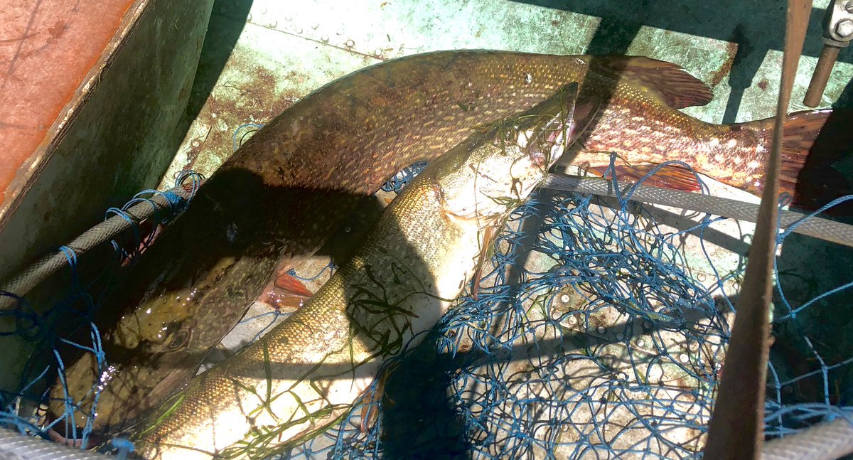 Glen made his presence known today. He climbed to the top of the leaderboard with beautiful 38 3/4” Northern! Nice job Glen! #wprmn #BigPineLakeMn #OnlyinMN #myinnerotter #fishmn #DiscoverPerham